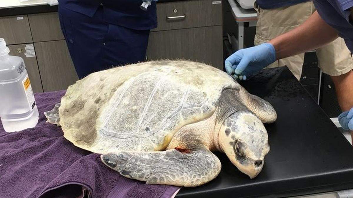 This Kemp’s Ridley sea turtle was nursed back to health in South Carolina in 2017. In 2024, it was found nesting on a Mexican beach.