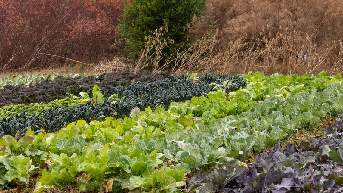 The South Carolina state Senate during its budget discussions approved setting aside $35 million to assist farmers amid the war with Iran, which has led to increased fuel and fertilizer costs. 