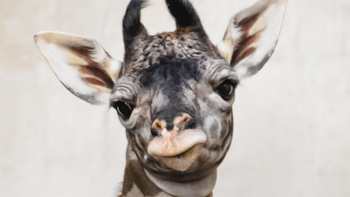 The baby giraffe at the Greenville Zoo is a girl — 6 feet tall and 148 pounds.