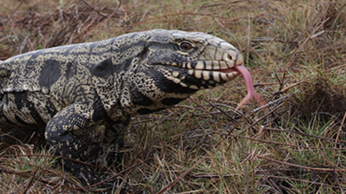 The Argentine Black and White Tegu, once a darling of the pet trade, is now banned in South Carolina.