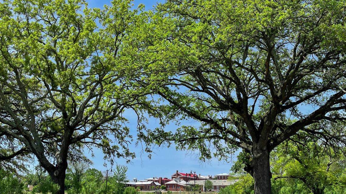 The BullStreet development is seen through a stand of mature trees.