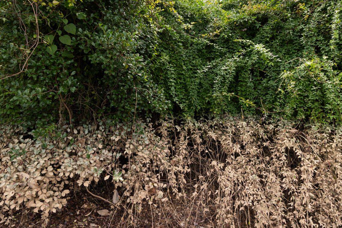 A line of dirt shows the height of flood waters on the edge of the Cayce Tennis & Fitness Center Cayce, South Carolina on Tuesday, October 1, 2024.