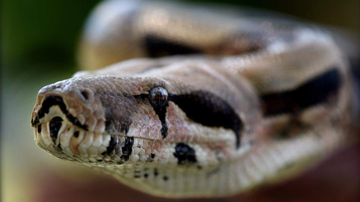 This file photo shows a boa constrictor that was discovered draped over a mailbox.