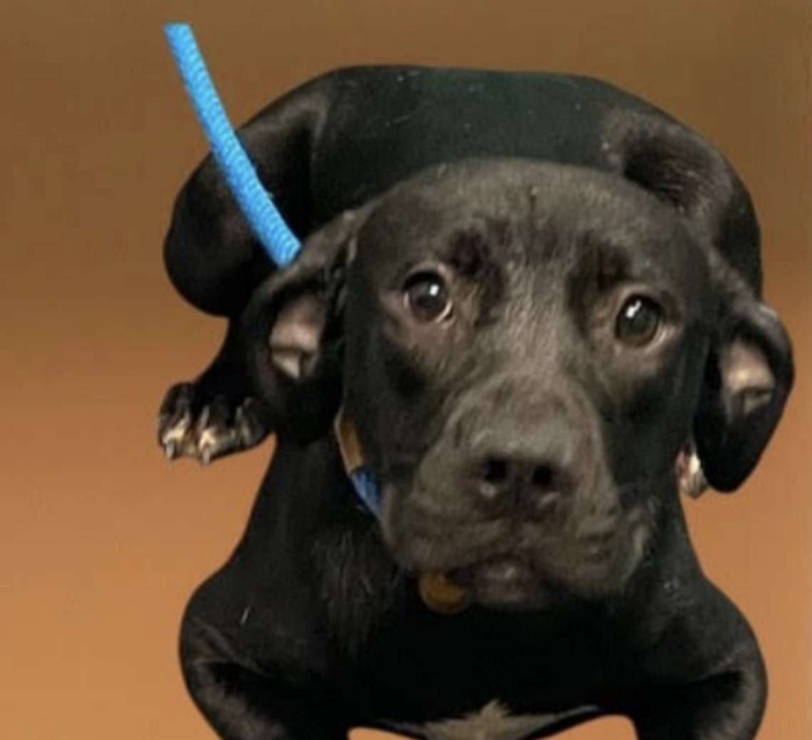 Onyx and his littermates were found dumped on the side of the road, malnourished and overheated.