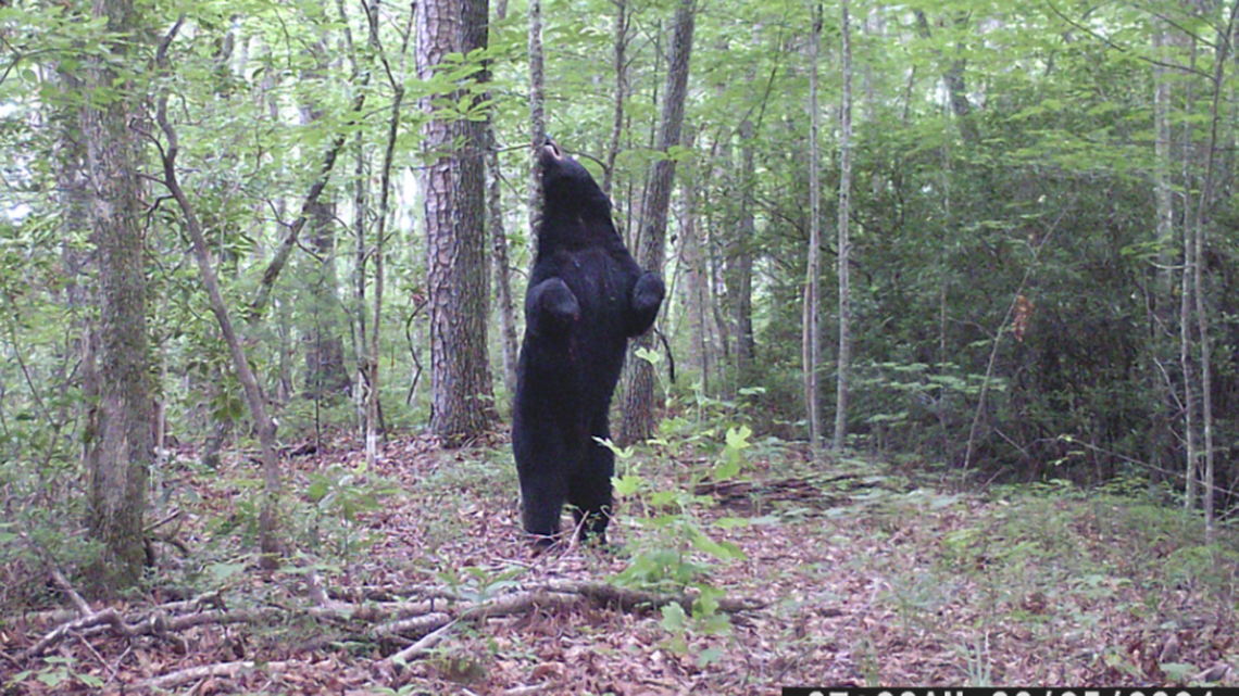 Deer hunter Allen Shelor says the bear was photographed in the Mountain Rest area of Oconee County, South Carolina.