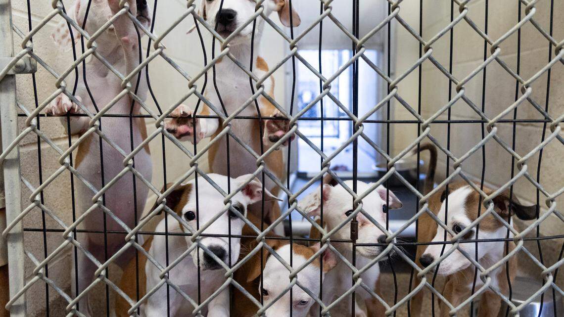 Dozens of dogs risk euthanasia at Lexington animal shelter if nobody adopts soon. How to help