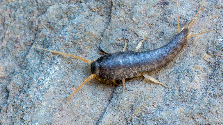 These insects are coming to invade your Georgia home. Here’s how to keep them away