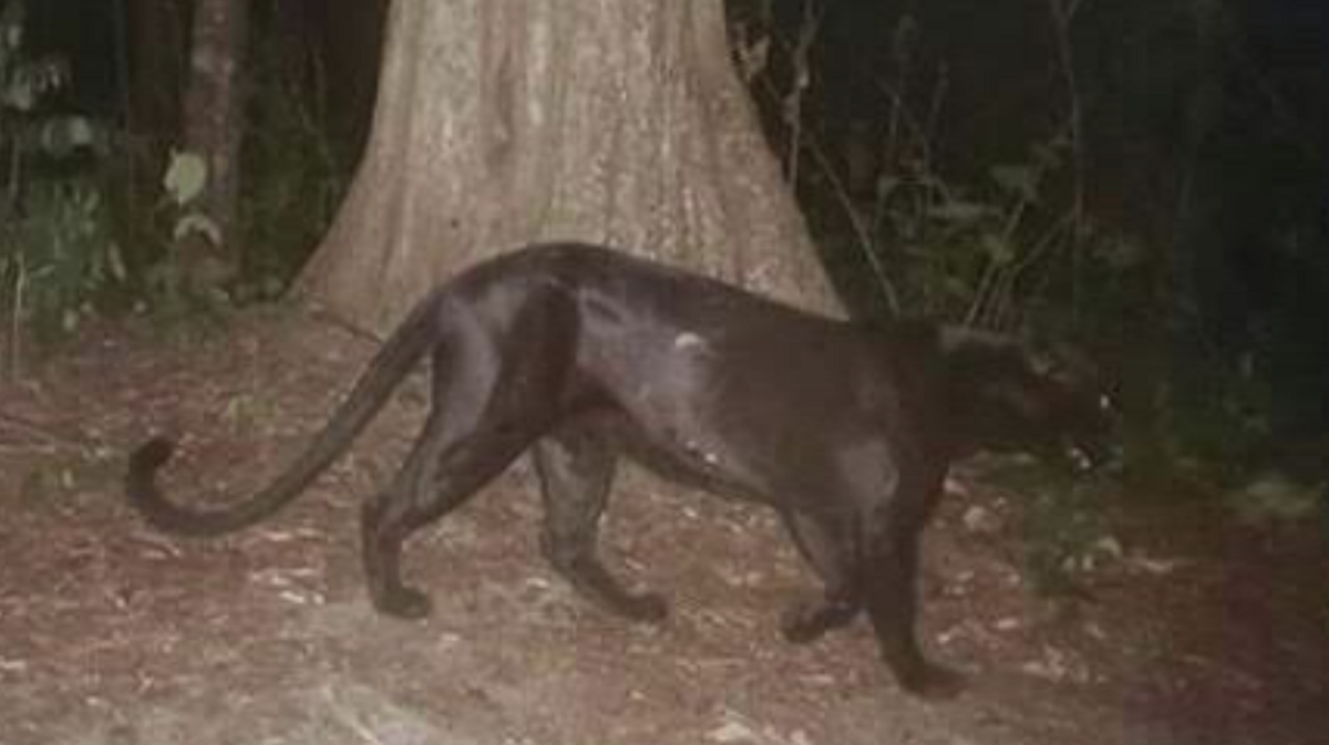 Photo was sent to SC Department of Natural Resources saying someone saw a black panther.