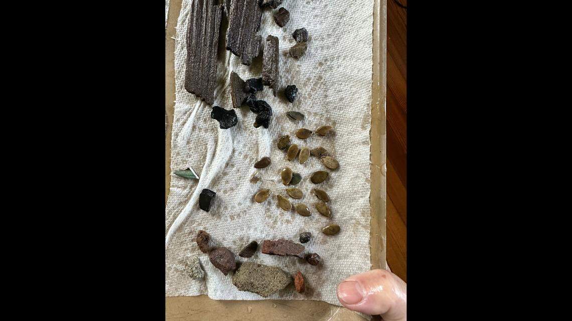 These are some of the “organic” artifacts found at the former camp site, including seeds from meals.