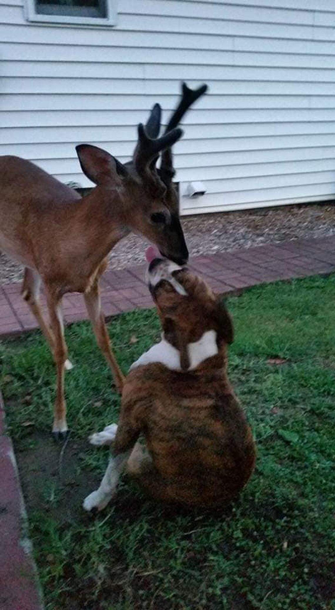 George the deer gets close to the family dog.