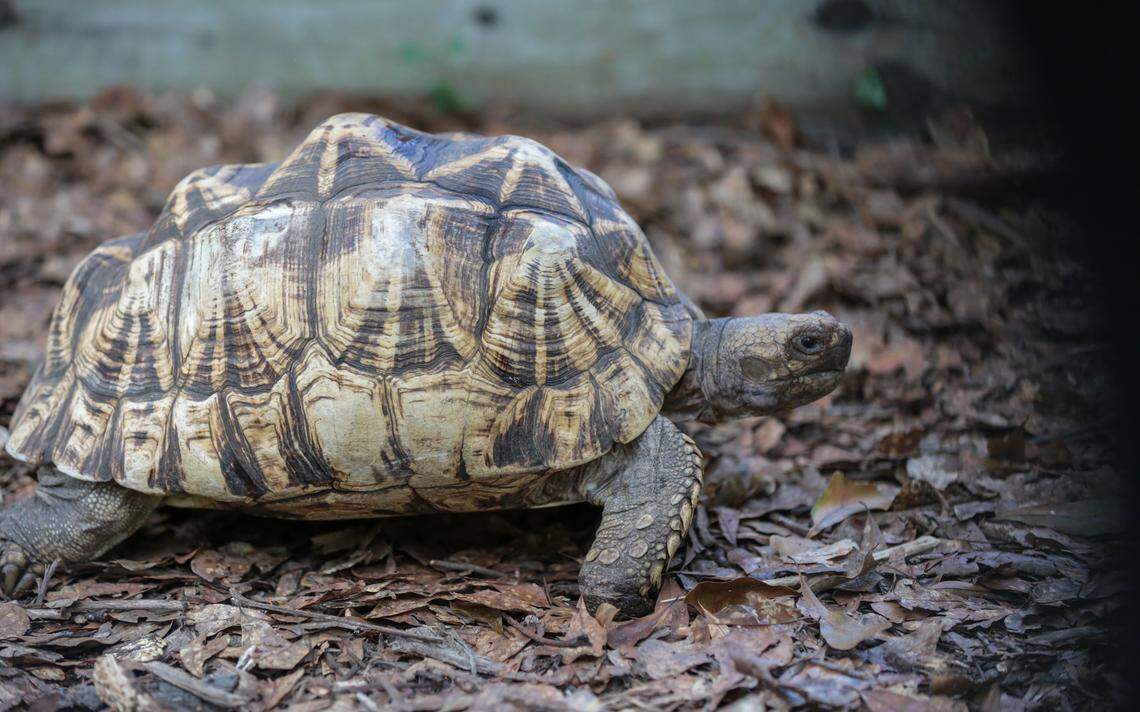 One of several Burmese Star Tortoises at the Turtle Survival Center. The turtles are being bred and raised at the Turtle Survival center to replenish a declining population world-wide. The large turtles are coveted as pets because of their intricate shell designs.
