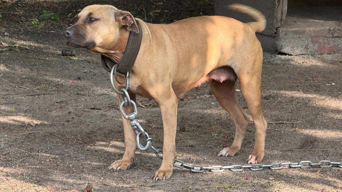 A dog seized in a raid into a suspected dog fighting operation by the State Law Enforcement Division during the week of June 9, 2025, in Richland County.