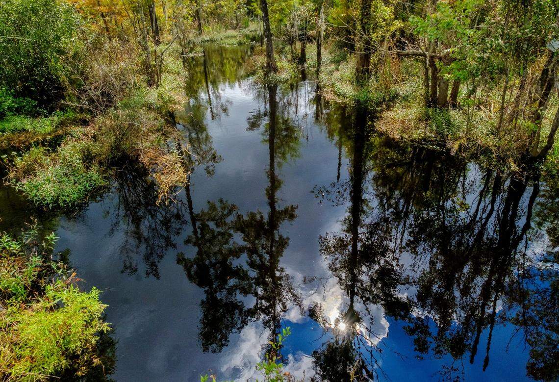 Sterritt Swamp is one of many Horry County watersheds that feed into the Waccamaw River.
