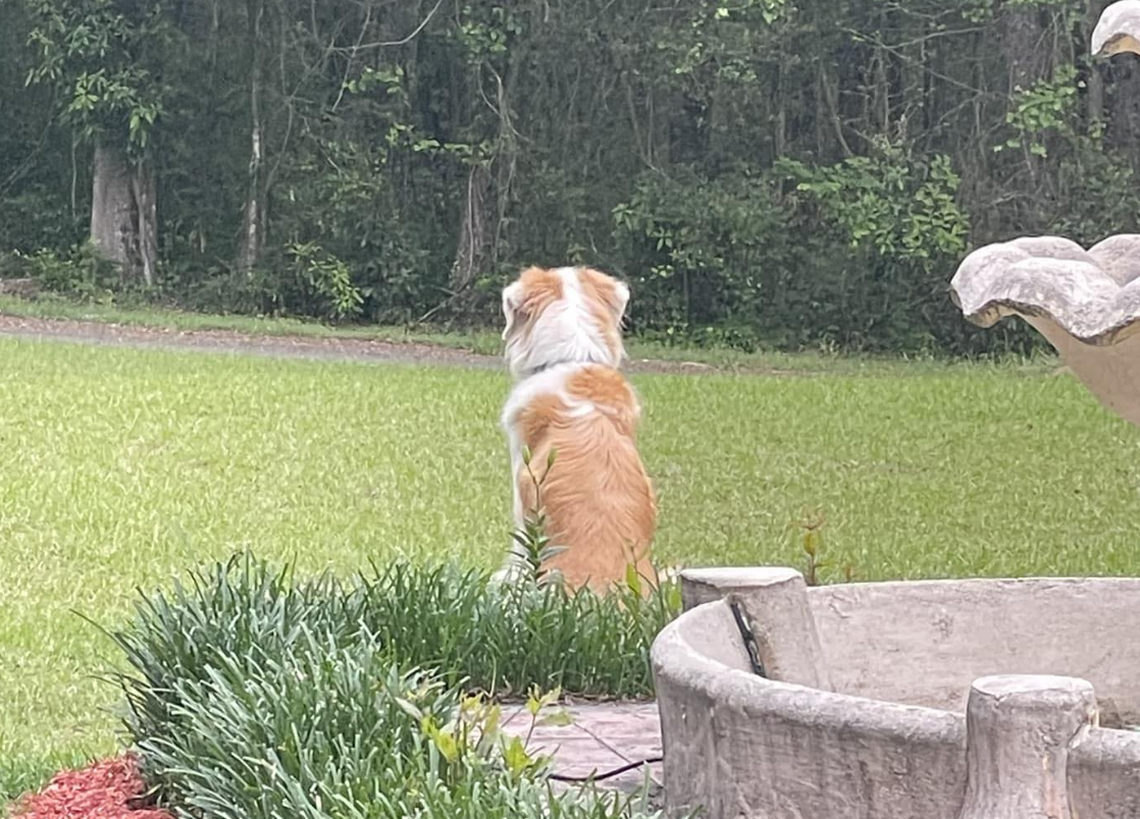 Yogi loves to watch vehicles go by, On Monday he was hit by a truck and the driver did not stop.