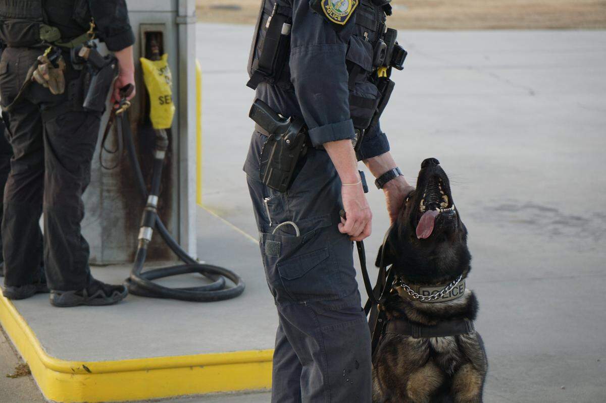 A Columbia Police Department K-9 handler scratches Echo, a 3 year-old German Shepherd behind the ears during a break searching cars.