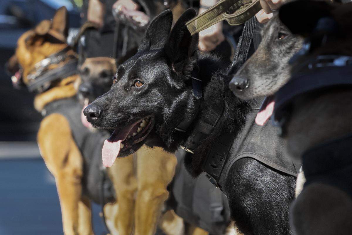 Members of the Richland County Sheriff’s Department line-up for a procession for K9 Specialist Zaid Abdullah and his family during a memorial ceremony for Richland County Sheriff’s Department K9 Wick on Tuesday, July 2, 2024.