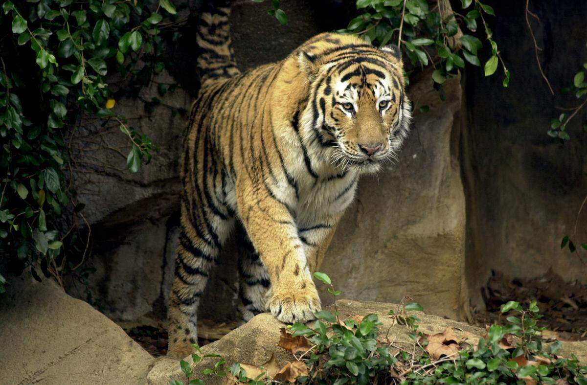 This file photo shows an Amur, or Siberian, tiger at the Riverbanks Zoo in Columbia.