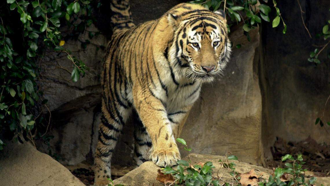 Some people have reported seeing a tiger, like the one in this file photo, in the area near Calhoun and Lexington counties.