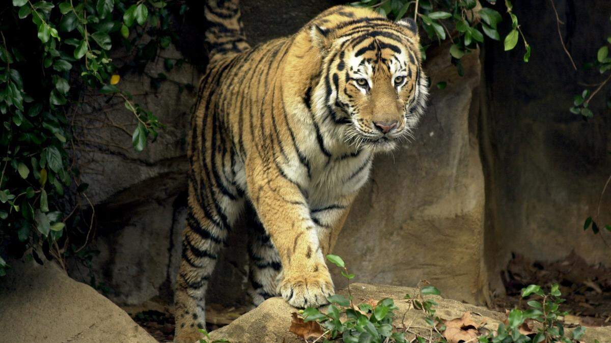 This file photo shows an Amur, or Siberian, tiger at the Riverbanks Zoo in Columbia.