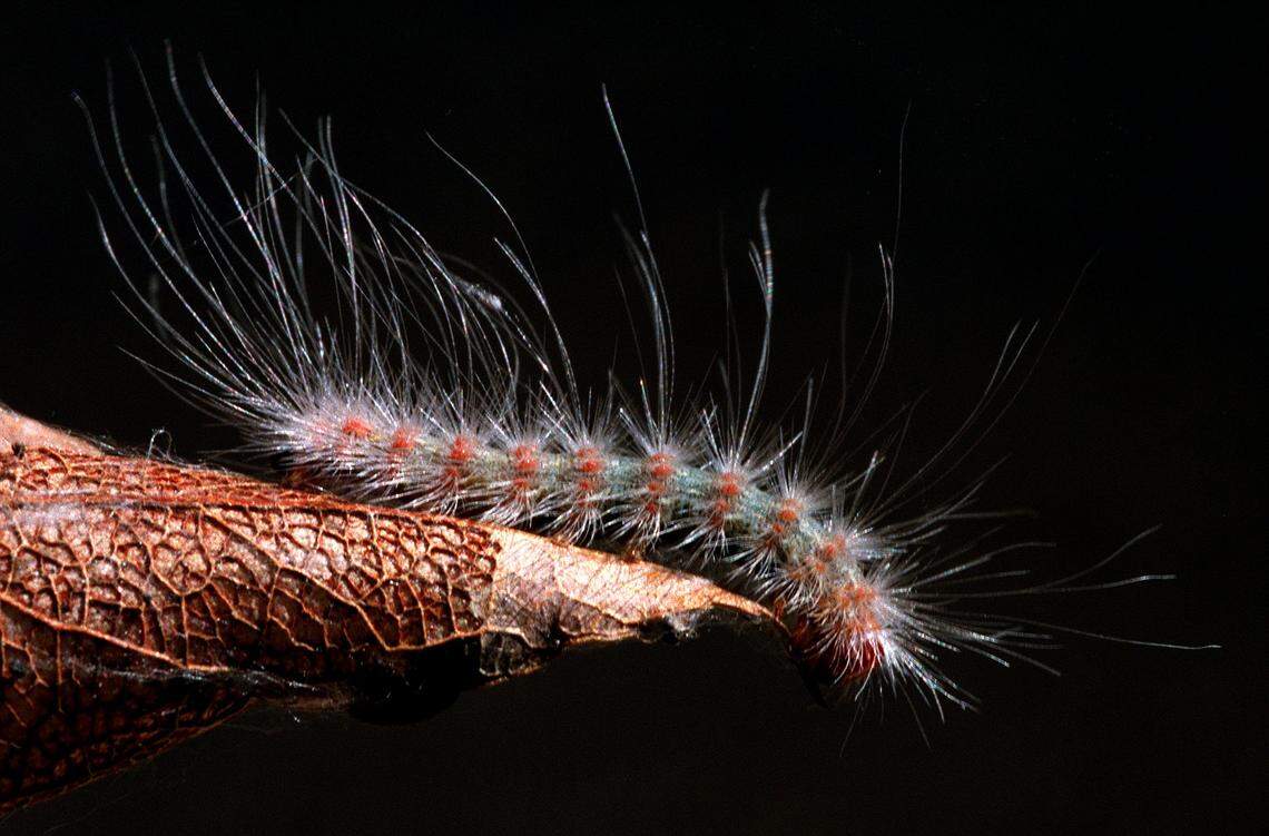 This file photo shows a fall webworm crawling across a dried up leaf.