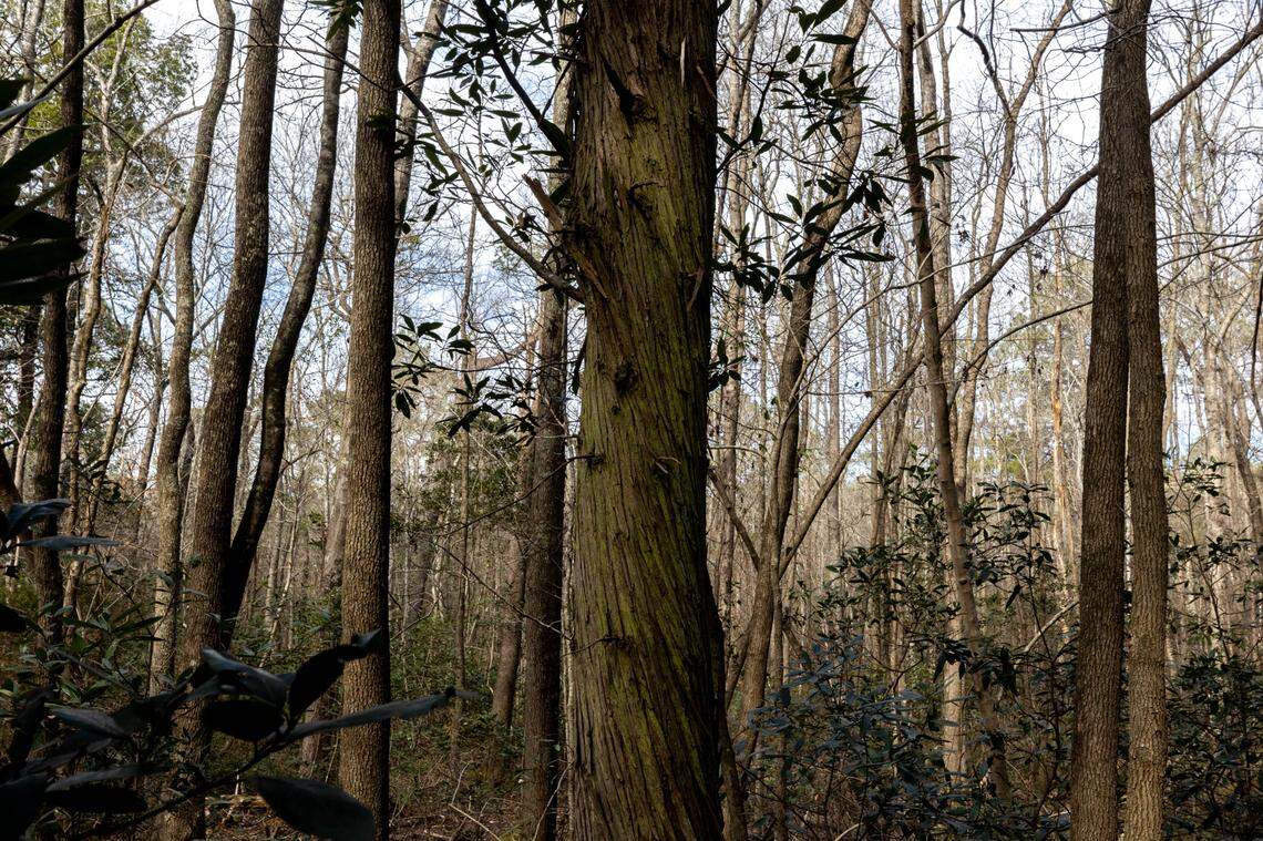 A grove of Atlantic White Cedar grow undisturbed on a tract of land near the Congaree Creek, that has been in the Taylor family for generations. The family is in the process of selling the land to the state to become an addition to the Congaree Creek Heritage Preserve.