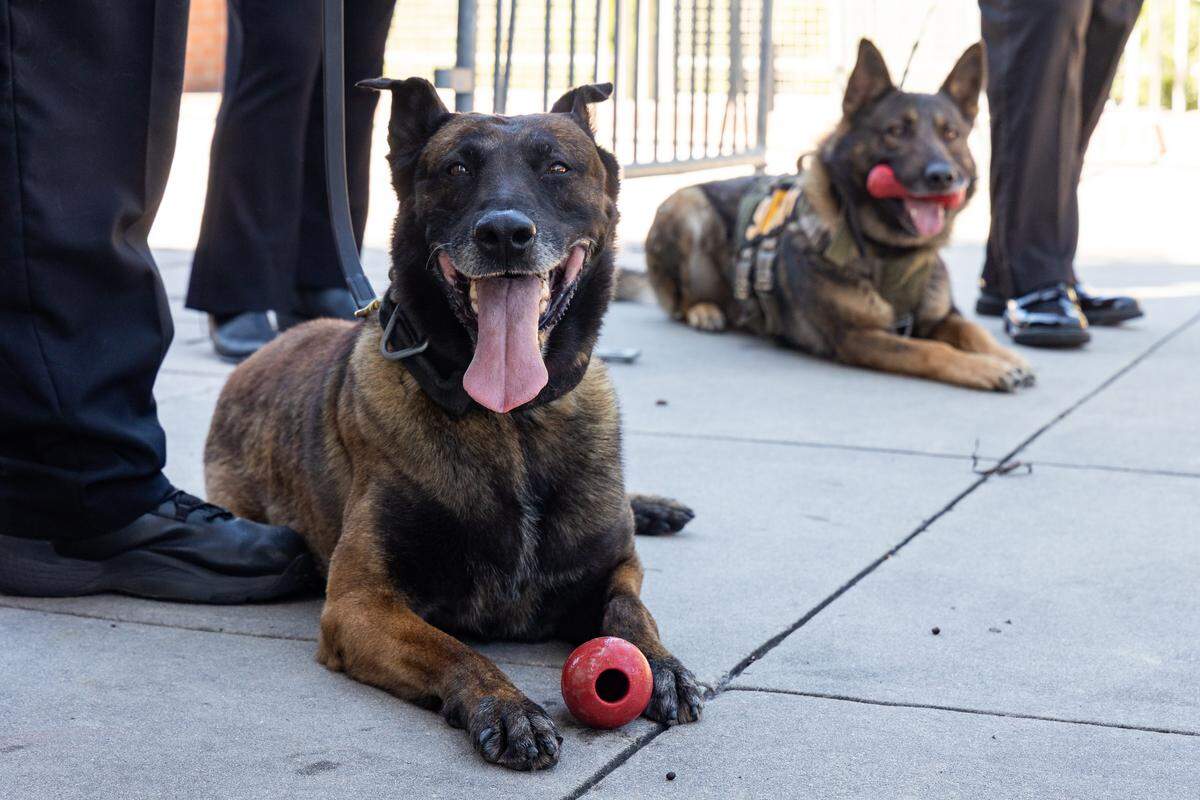 Police dogs sit with toys during a ceremonial bill signing of a law increasing penalties for those who harm law enforcement animals at the Columbia Metropolitan Convention Center on Wednesday, June 3, 2026.