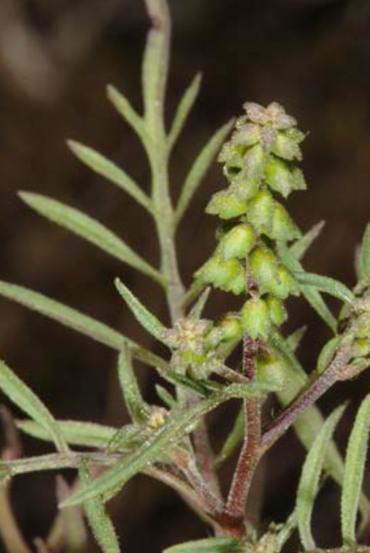 Porcher’s Ragweed is a new species of ragweed discovered by researchers in South Carolina. It is named for Richard Porcher, a long-time botanist at The Citadel.