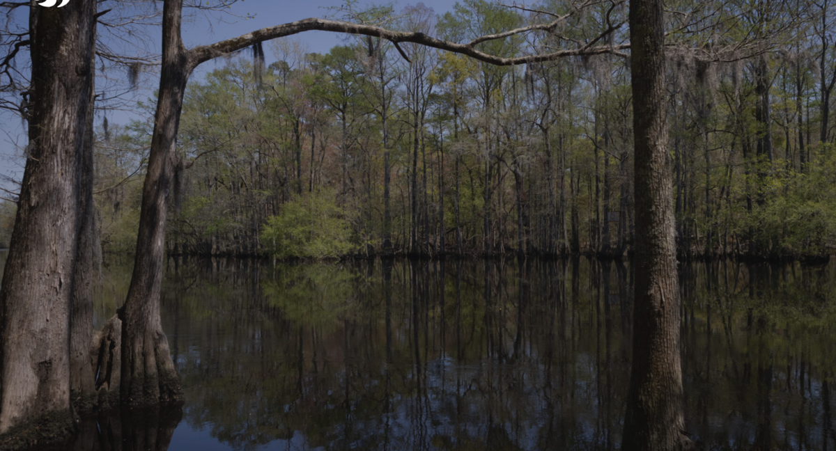 The Lumber River is a scenic blackwater river that flows through eastern North Carolina and into South Carolina, where it runs into the Little Pee Dee River. Sludge fields in eastern South Carolina threaten water quality in rivers that are nearby. Sludge is used as a fertilizer, but it often contains toxic forever chemicals.