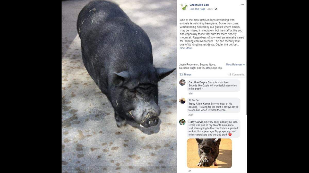 Ozzie the pot-bellied pig received tributes after living 19 years at a South Carolina zoo, officials say.