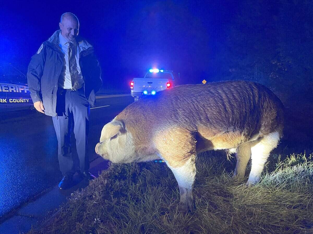 A large hog, named Papa Pig, shut down a roadway in York County, SC Thursday evening.