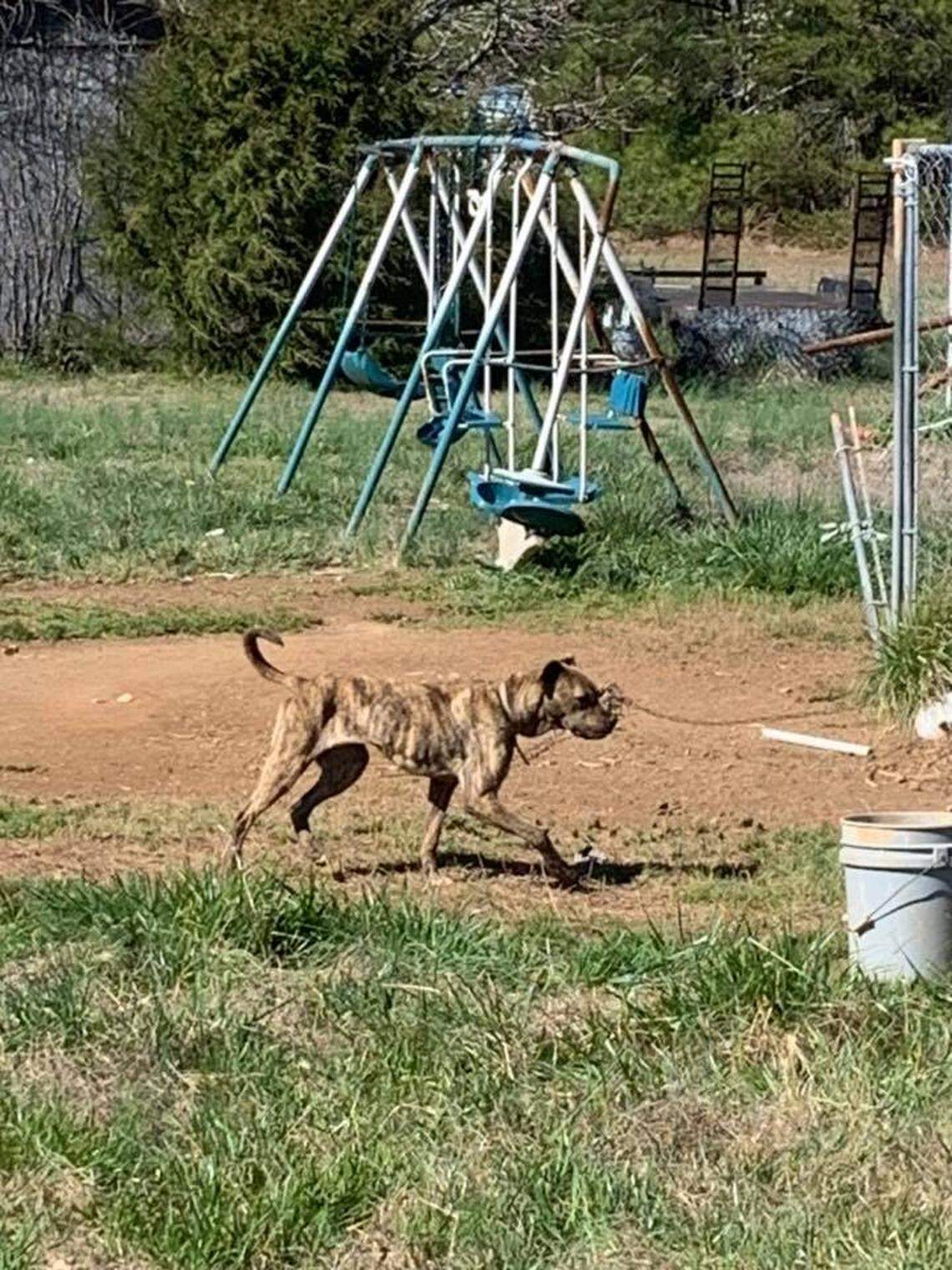 Children and a dog were found living at a South Carolina home so deplorable it was condemned after they were removed, police say.