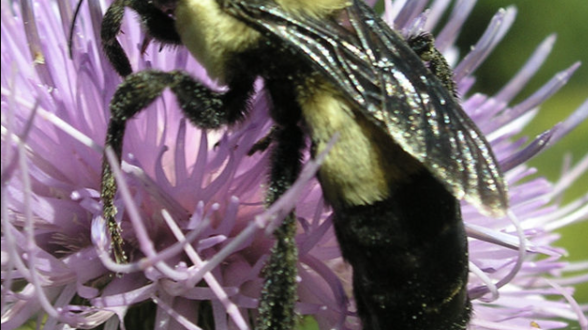 The Southern Plains bumble bee is being studied for inclusion on the Endangered Species Act.