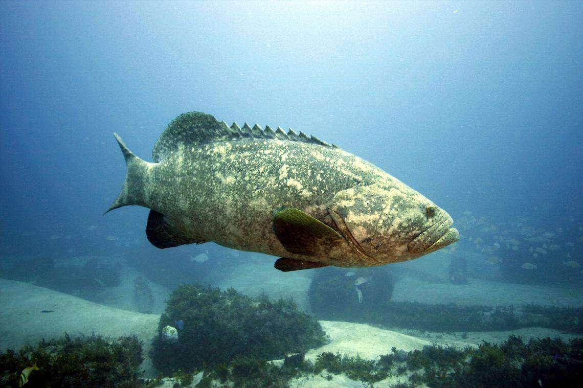 Maggie Martorell/For the Herald - Goliath groupers on the wreck of the Zion about 90 feet deep off Jupiter, Fla., on Sept. 7, 2009.