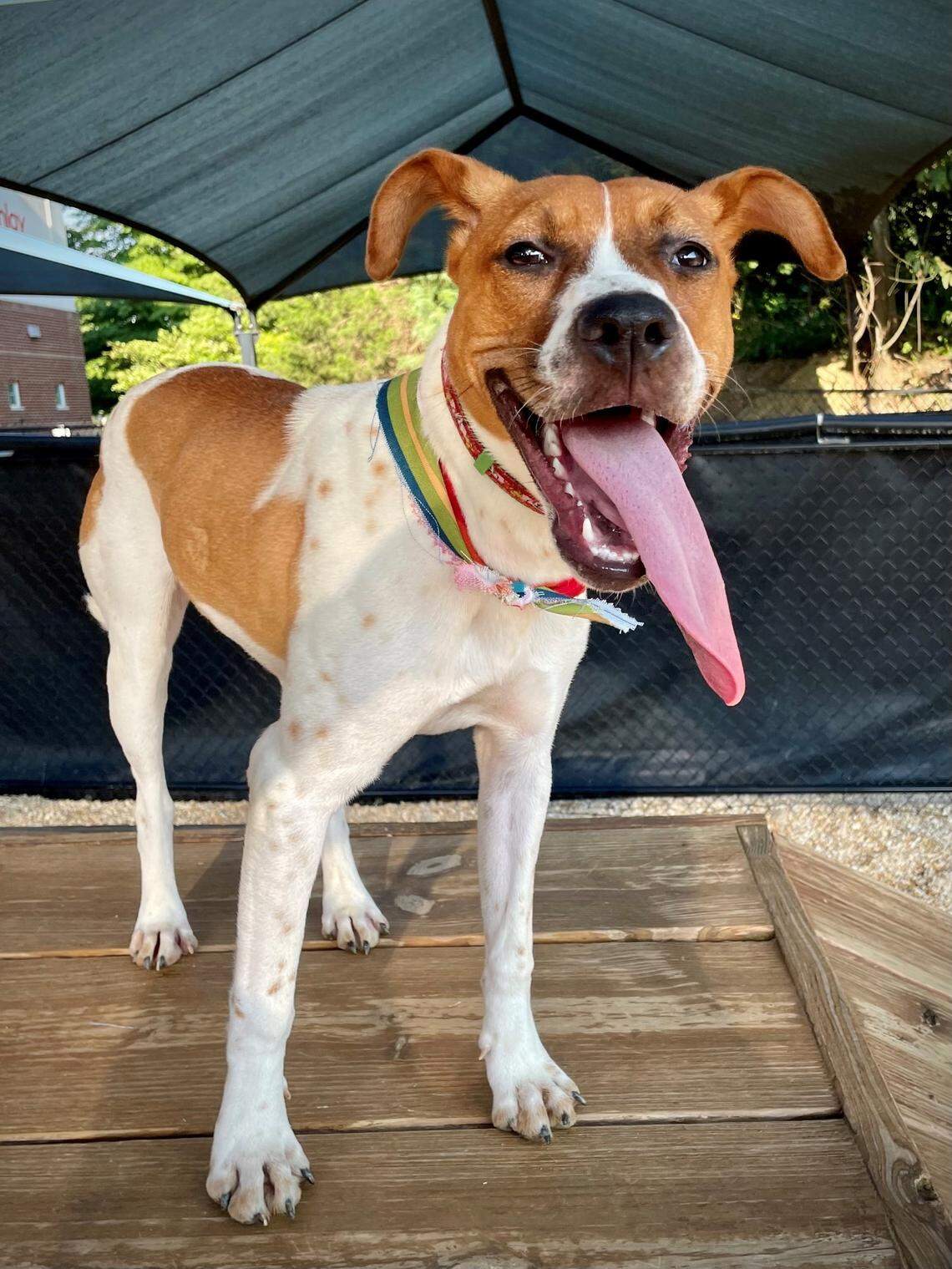 A dog named Fancy that’s available for adoption at Palmetto Lifeline in Columbia.
