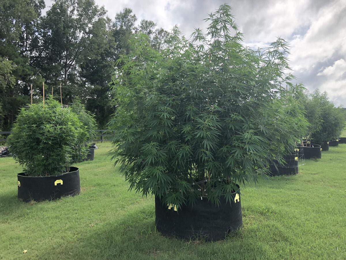 Hemp plants outdoors in tub at Palmetto Harmony farm in Conway