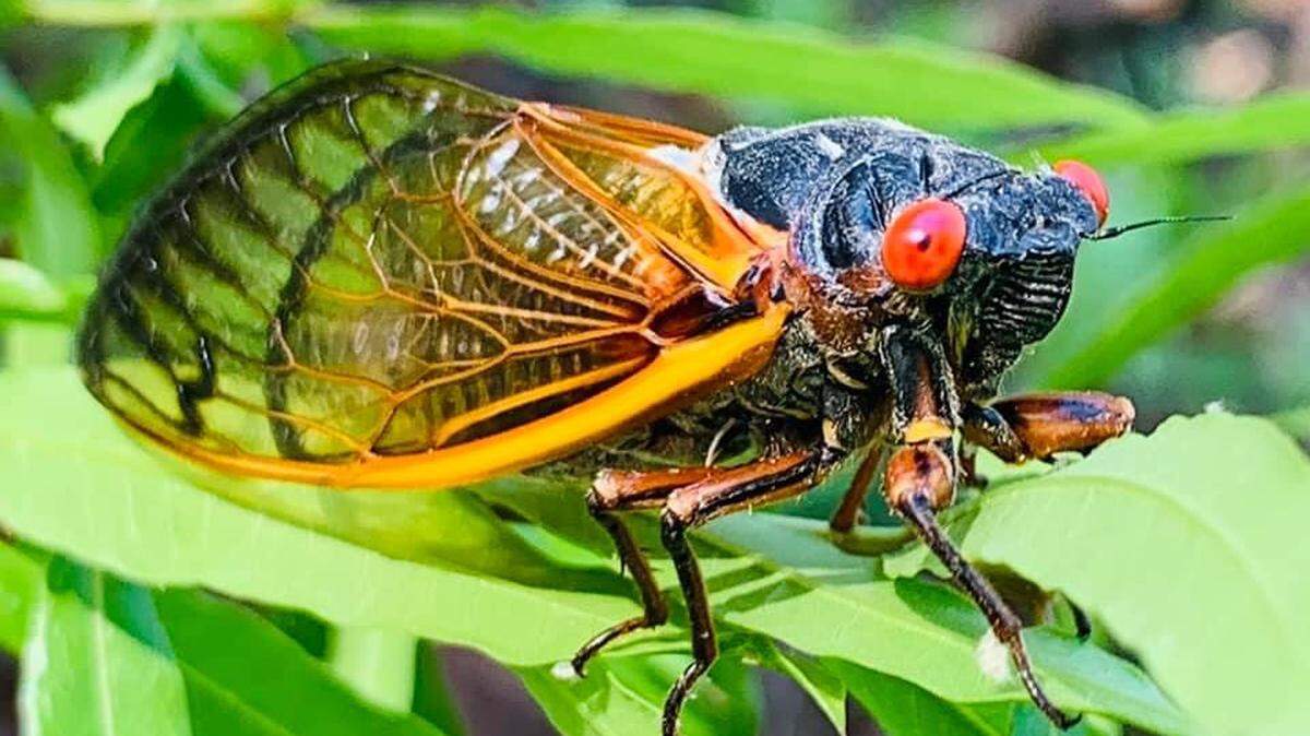 Tina Finders took this cicada photo while fishing in Leesville on April 27, 2024.