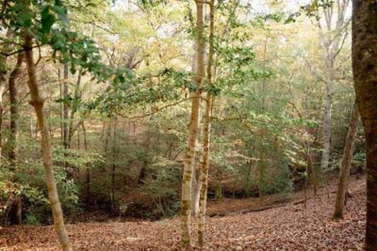 Forested landscape across from Congaree National Park in Calhoun County. The land includes high bluffs that overlook the park.