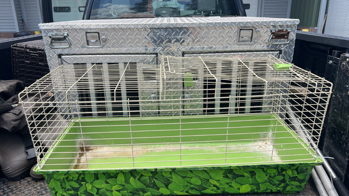 Two pet rabbits were found dead in a cage in Charleston.