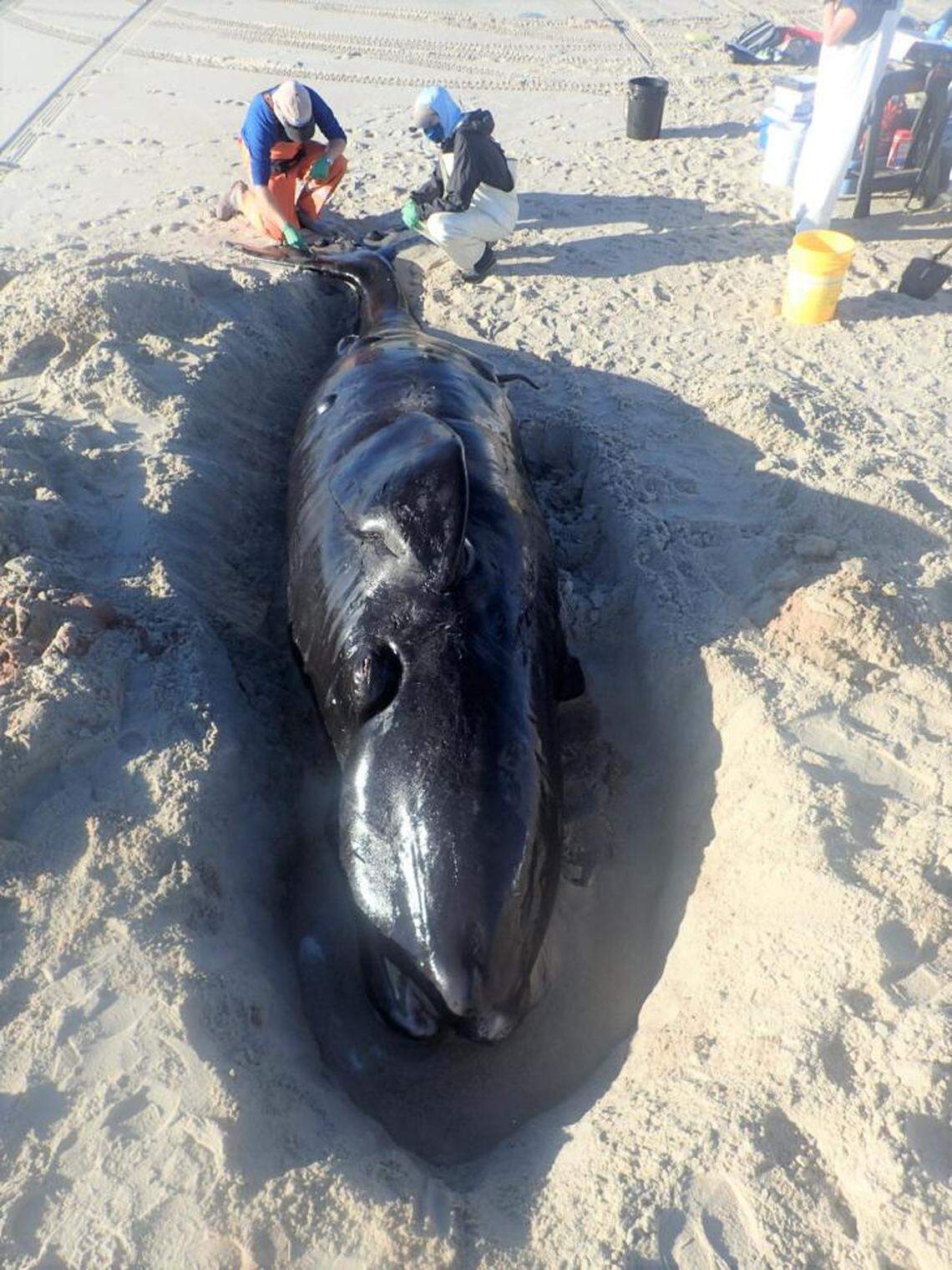 The first documented dead calf of the 2020 season. (Credit: NOAA)