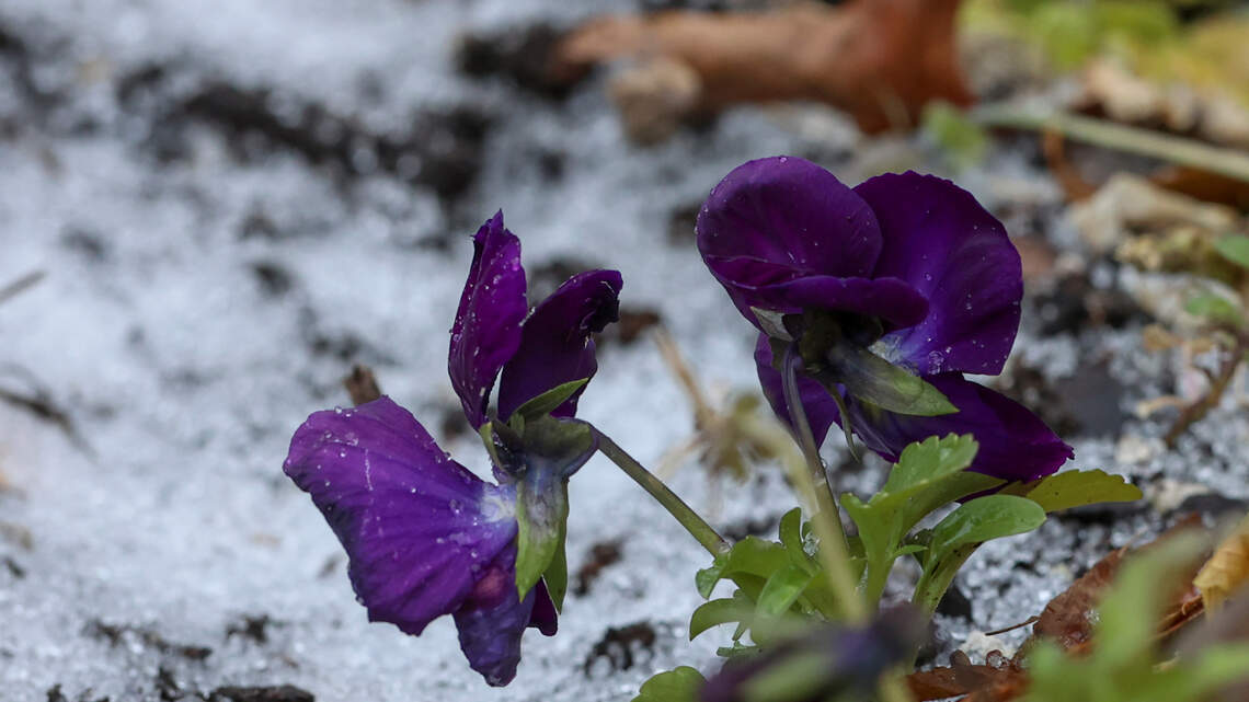 La Niña has finally arrived. Here’s what that means for SC weather and snow the rest of winter