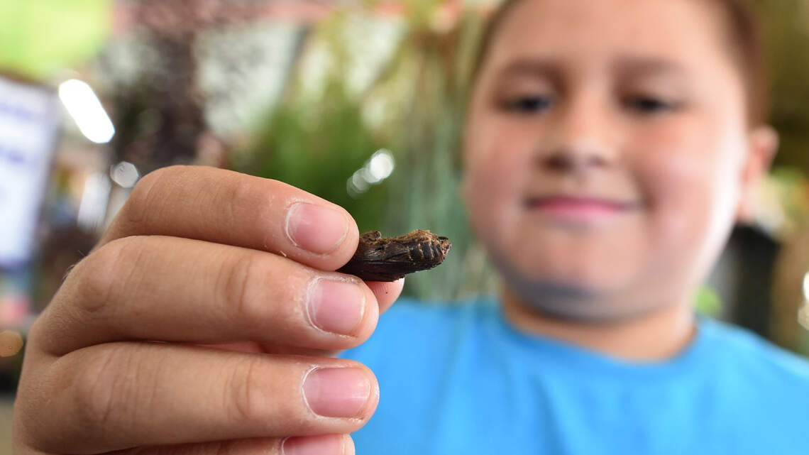 It's not peanuts or Cracker Jack. This snack is on the menu for some Fireflies games