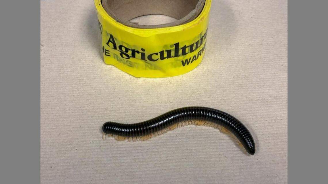 A giant African millipede was found inside the suitcase of a traveler headed to South Carolina.