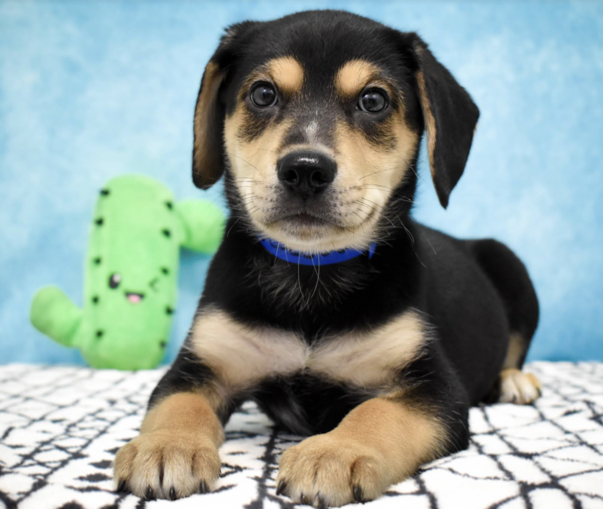 A portrait of Coleman, a two-month-old hound-shepherd mix.