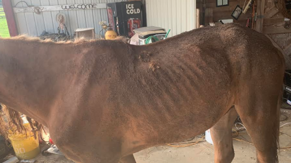 There’s no excuse for animal abuse at South Carolina farm