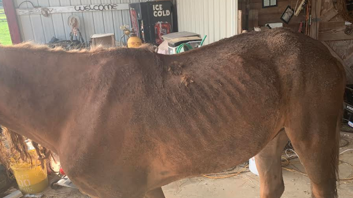 Twelve malnourished horses were found on a Laurens County property. Three people were arrested.