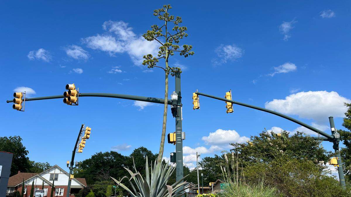 An Agave americana, more commonly known as a century plant, sits on the corner of Main Street and River Drive.
