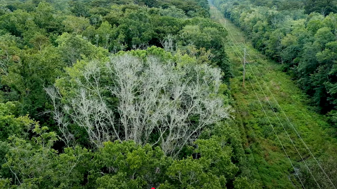 A screenshot from a video Santee Cooper made about its transmission line project through Francis Beidler Forest.