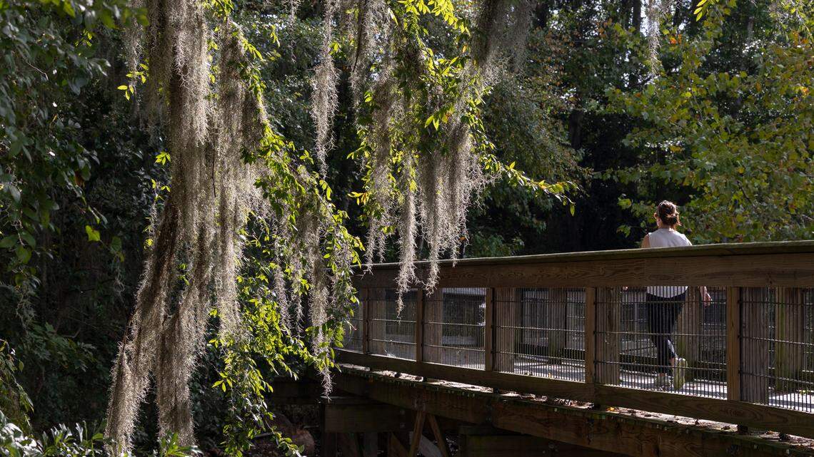Spanish moss hangs from trees at the Riverwalk along the Saluda River.