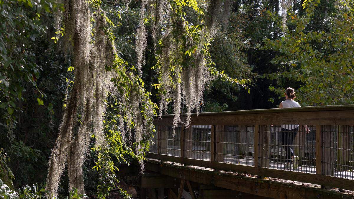 Spanish moss hangs from trees at the riverwalk along the Saluda River.