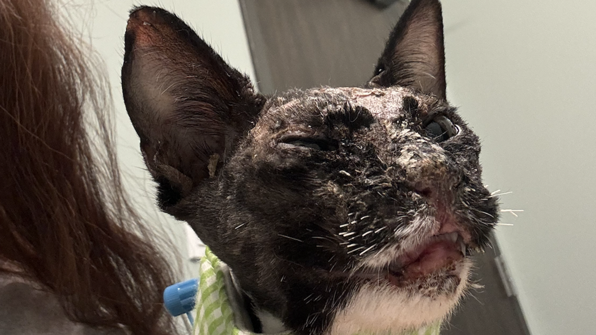 Coated in a glue-like substance, Emmie is being treated at Columbia Veterinary Emergency Trauma and Specialty Center.